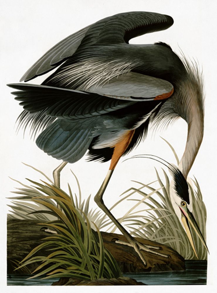 Audubon Heritage 1 artwork