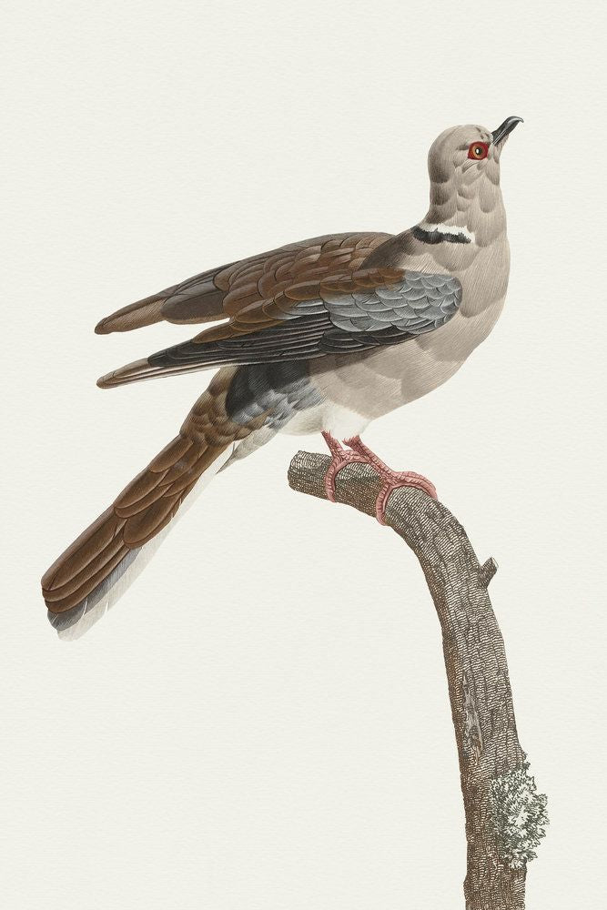Avian Archive 2 artwork