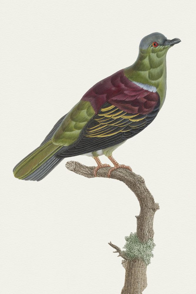 Avian Archive 5 artwork