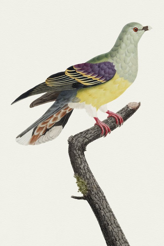 Avian Archive 8 artwork