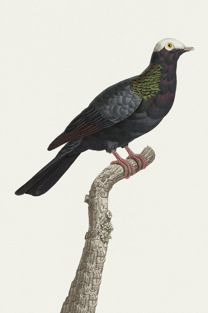 Avian Archive 9 artwork