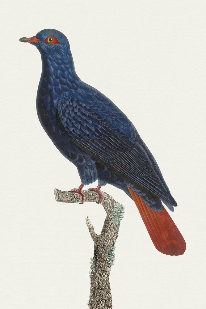Avian Archive 10 artwork