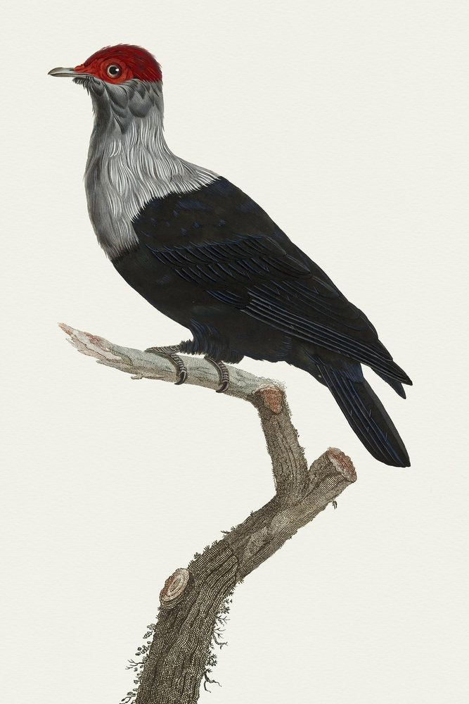 Avian Archive 11 artwork