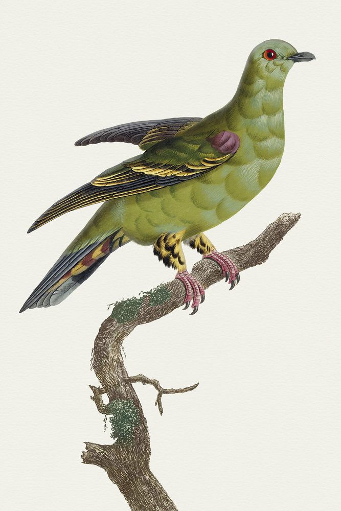 Avian Archive 12 artwork