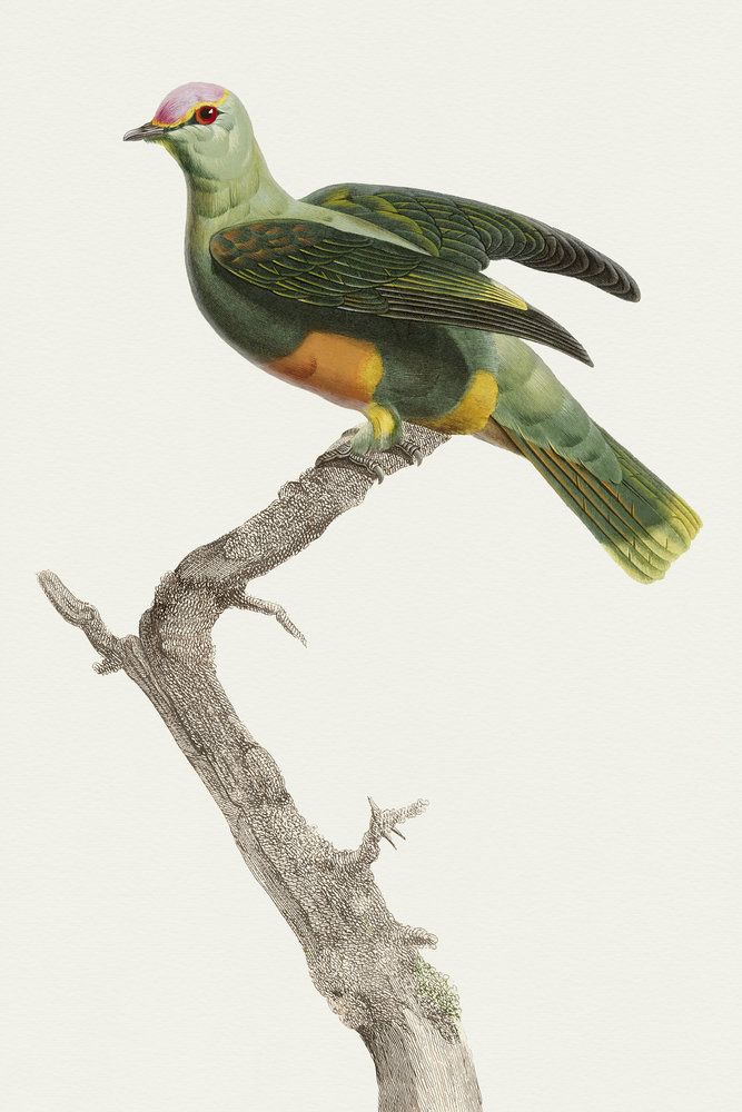 Avian Archive 13 artwork