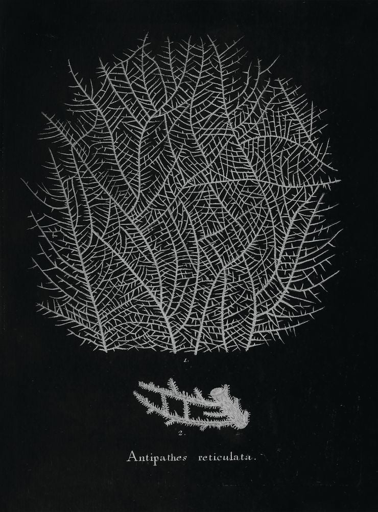 Briny Deep 1 artwork