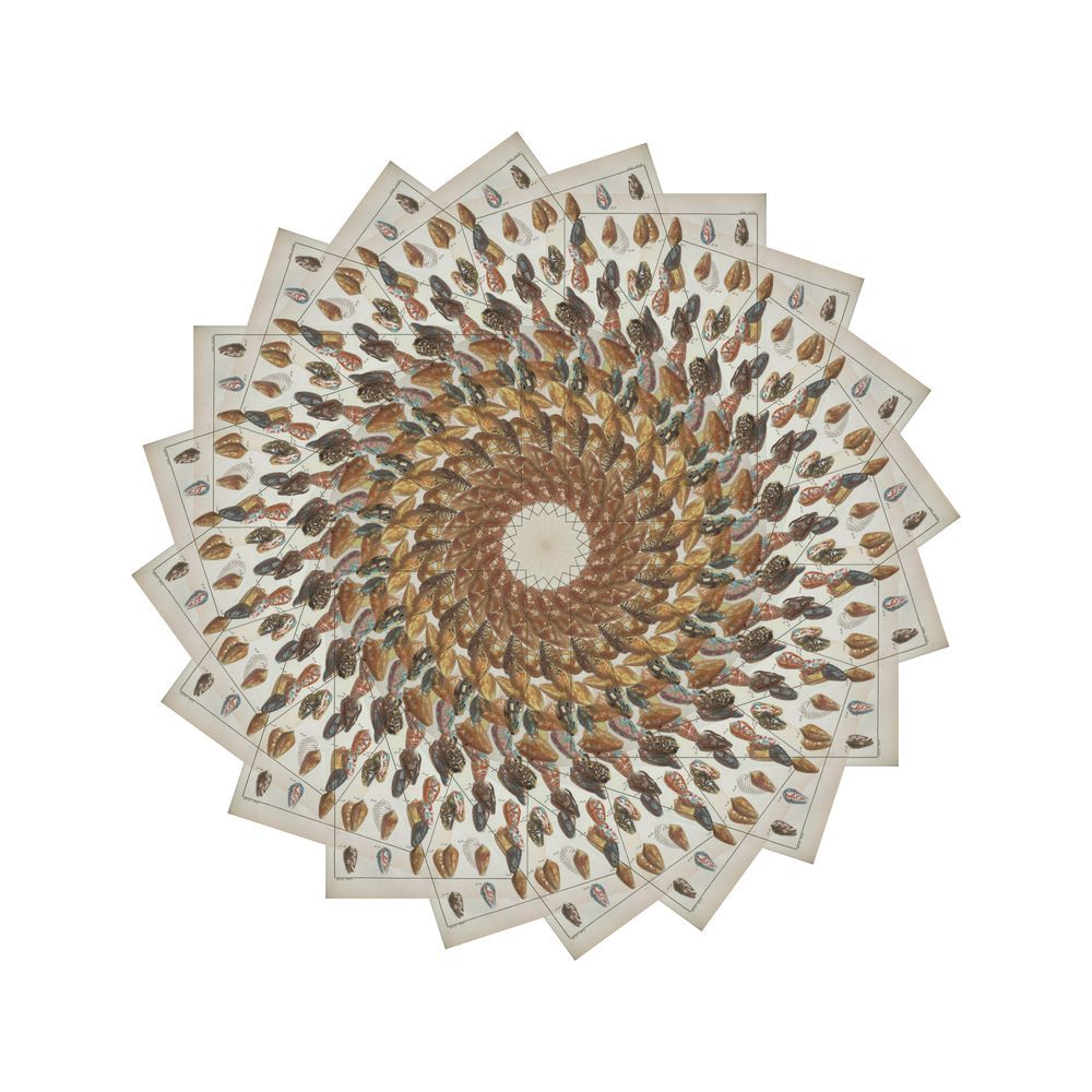 Radiating Carapaces 1 artwork