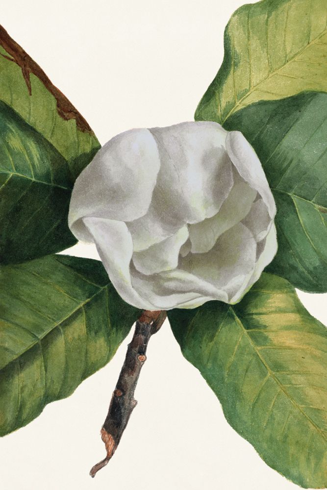White Florals 4 artwork