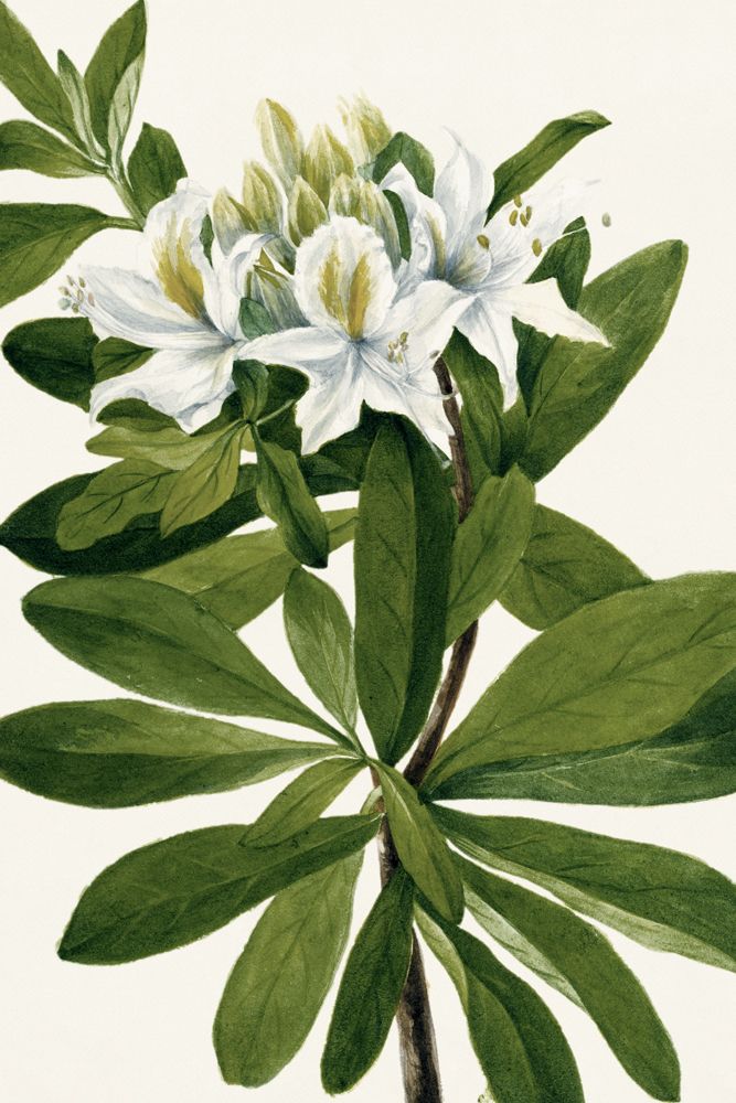 White Florals 8 artwork