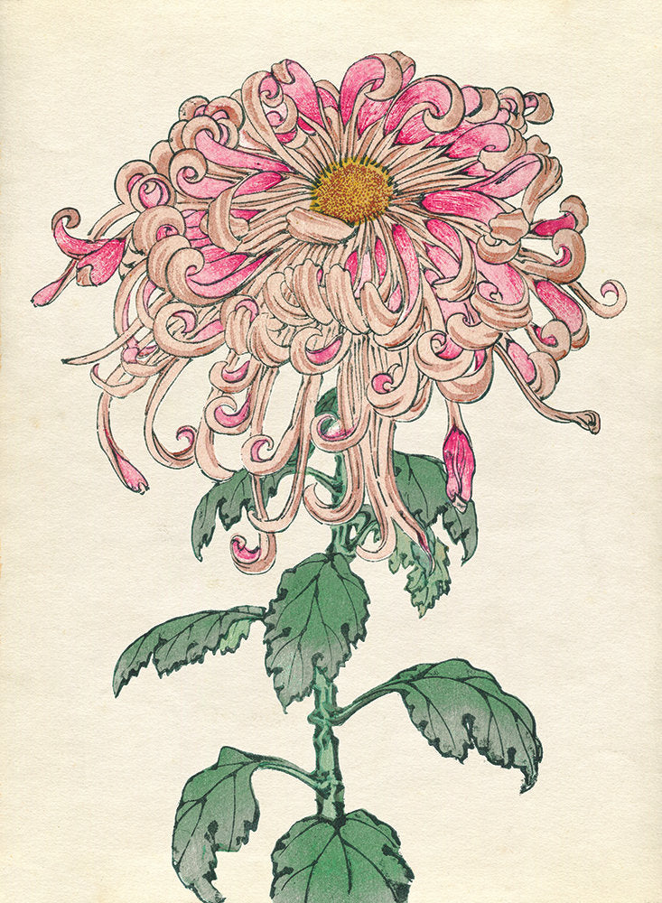 Chrysanthemum Studies 1 — artwork