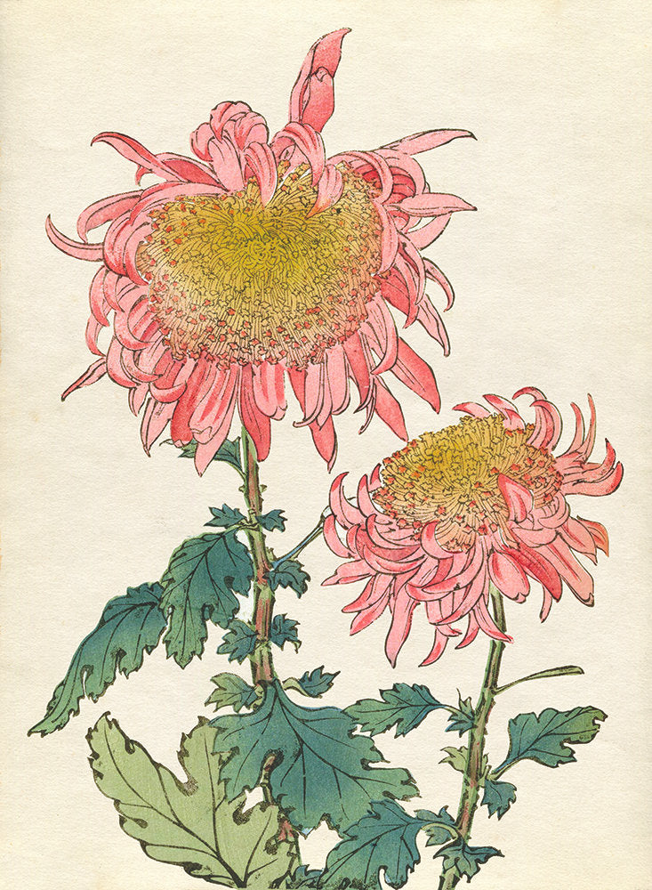 Chrysanthemum Studies 3 — artwork