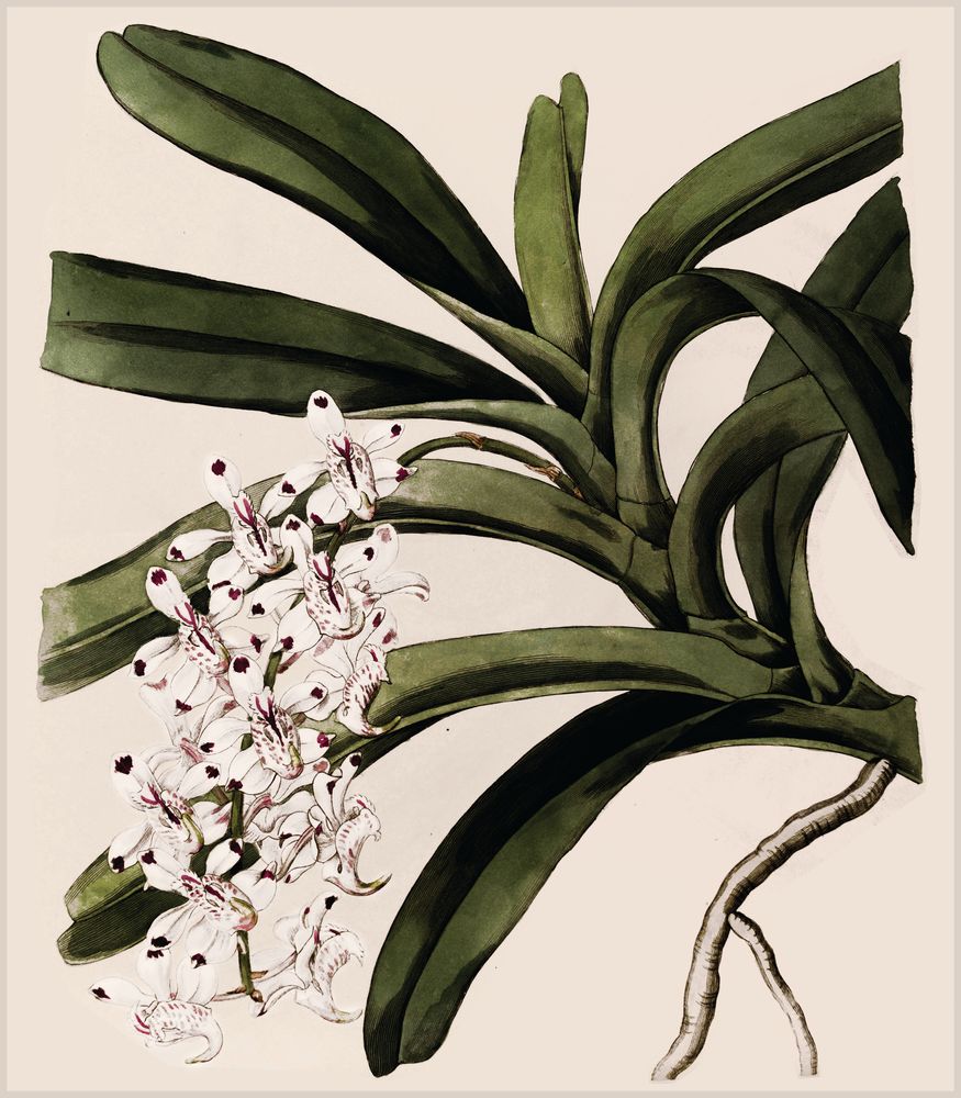 Frond Fountains 2 — artwork