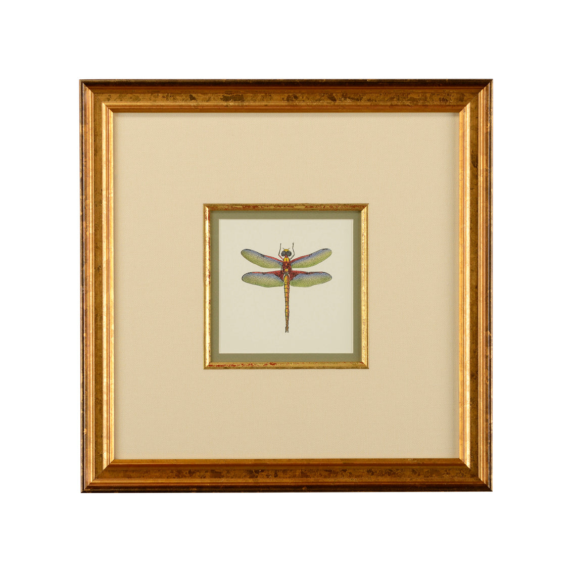 Miniature Dragonfly IV in 18.5 / Giclee - Chelsea House