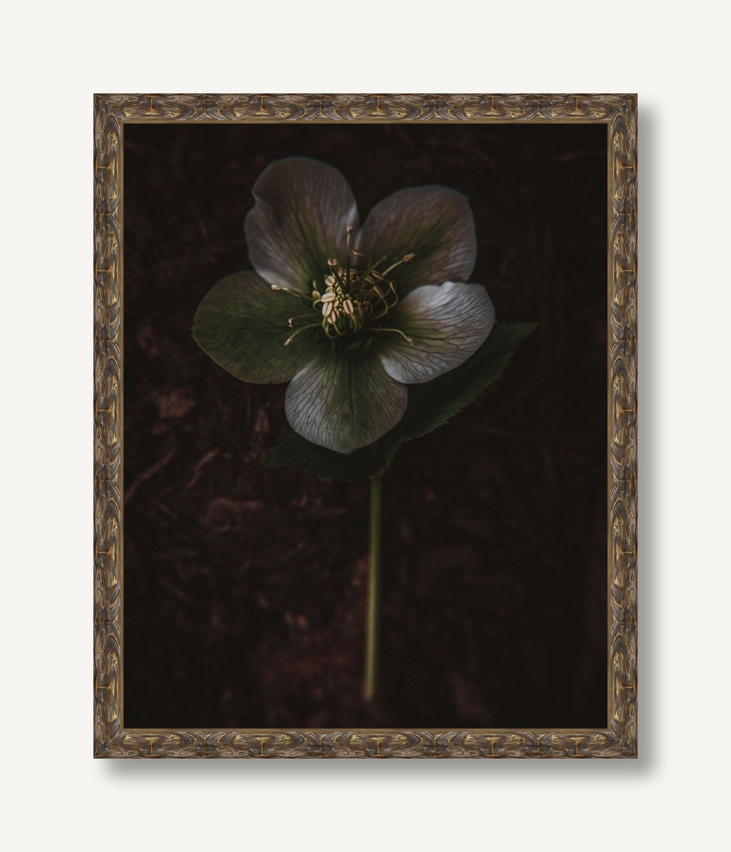 Night Blooming 3 — framed