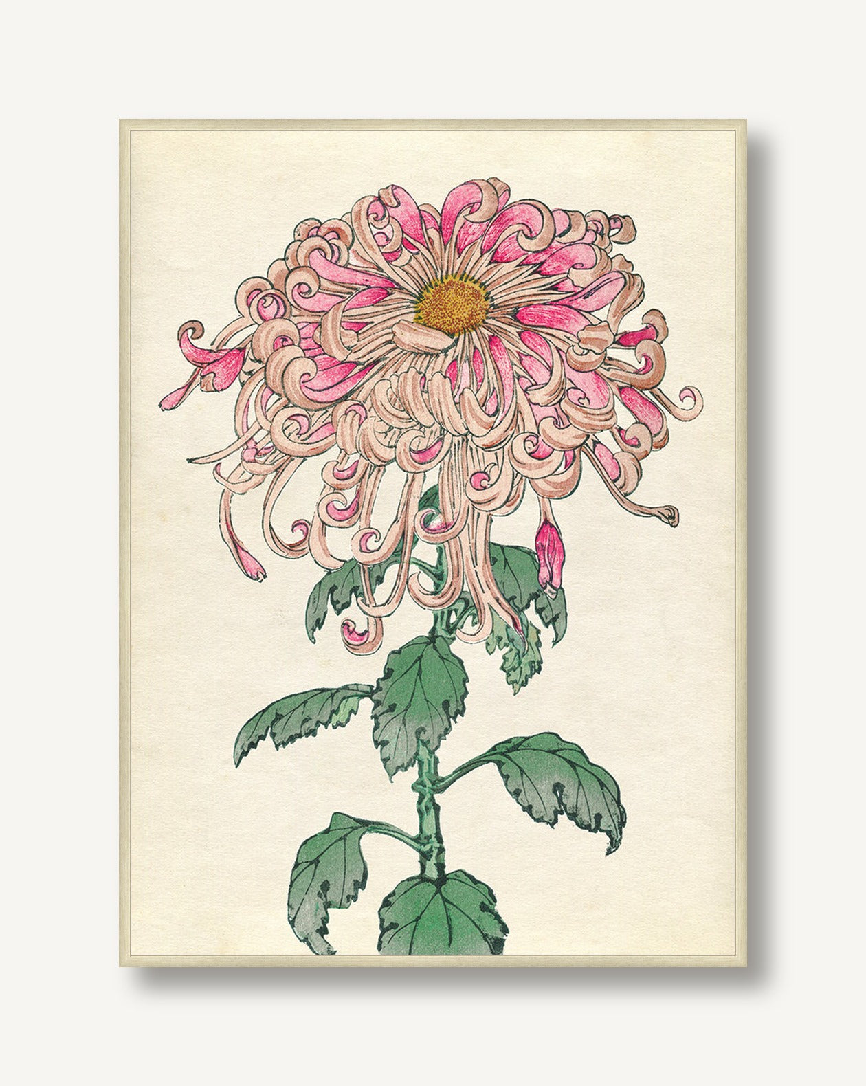 Chrysanthemum Studies 1 — framed