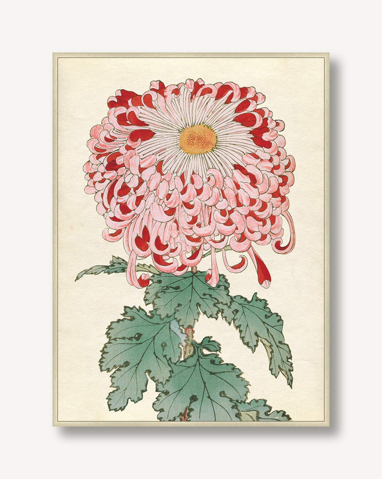 Chrysanthemum Studies 2 — framed
