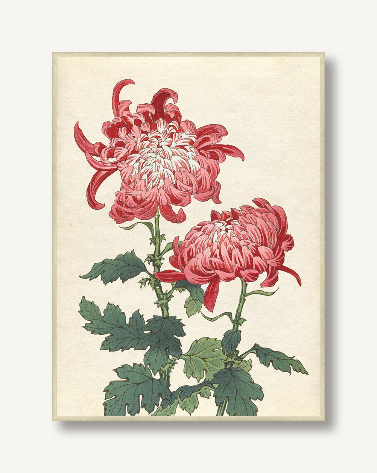 Chrysanthemum Studies 5 — framed
