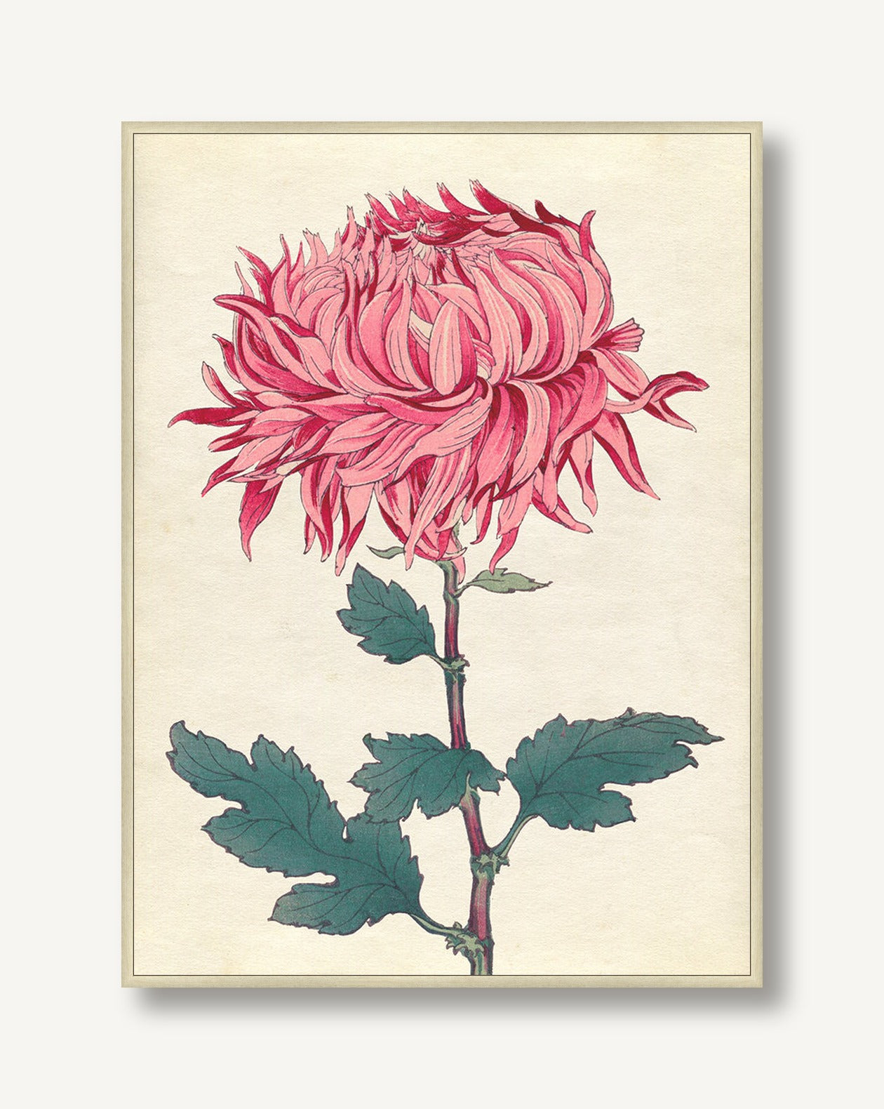 Chrysanthemum Studies 6 — framed