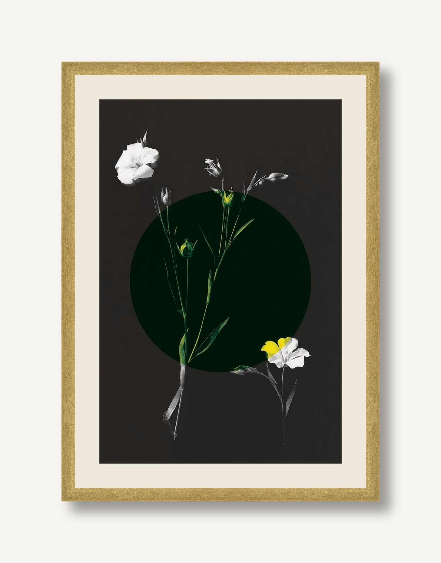 STSC-C008-01 framed