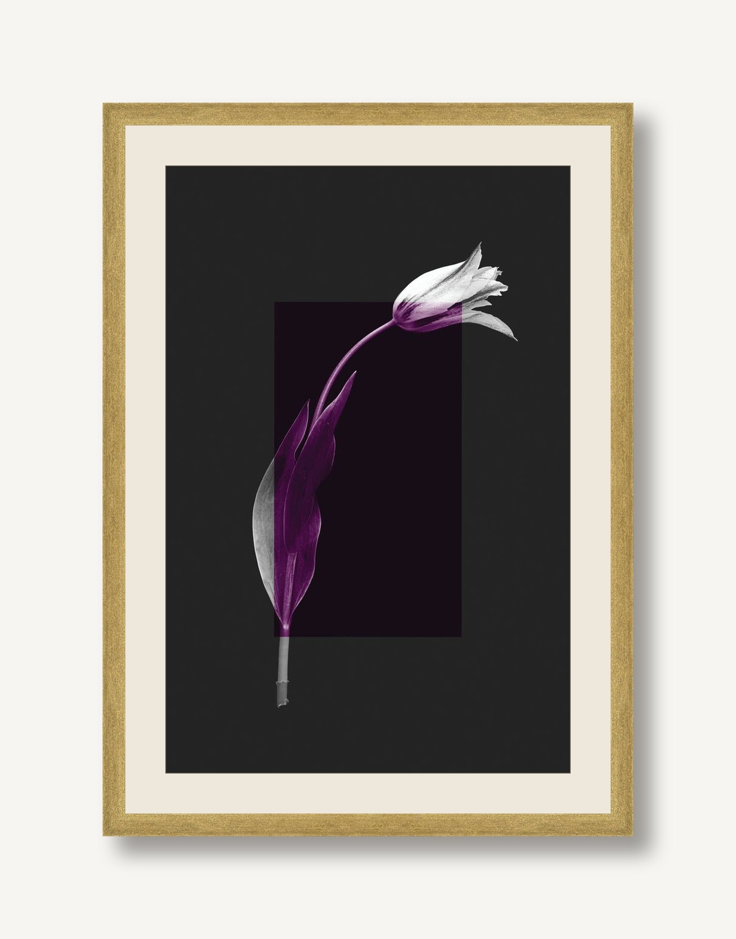 STSC-C008-02 framed
