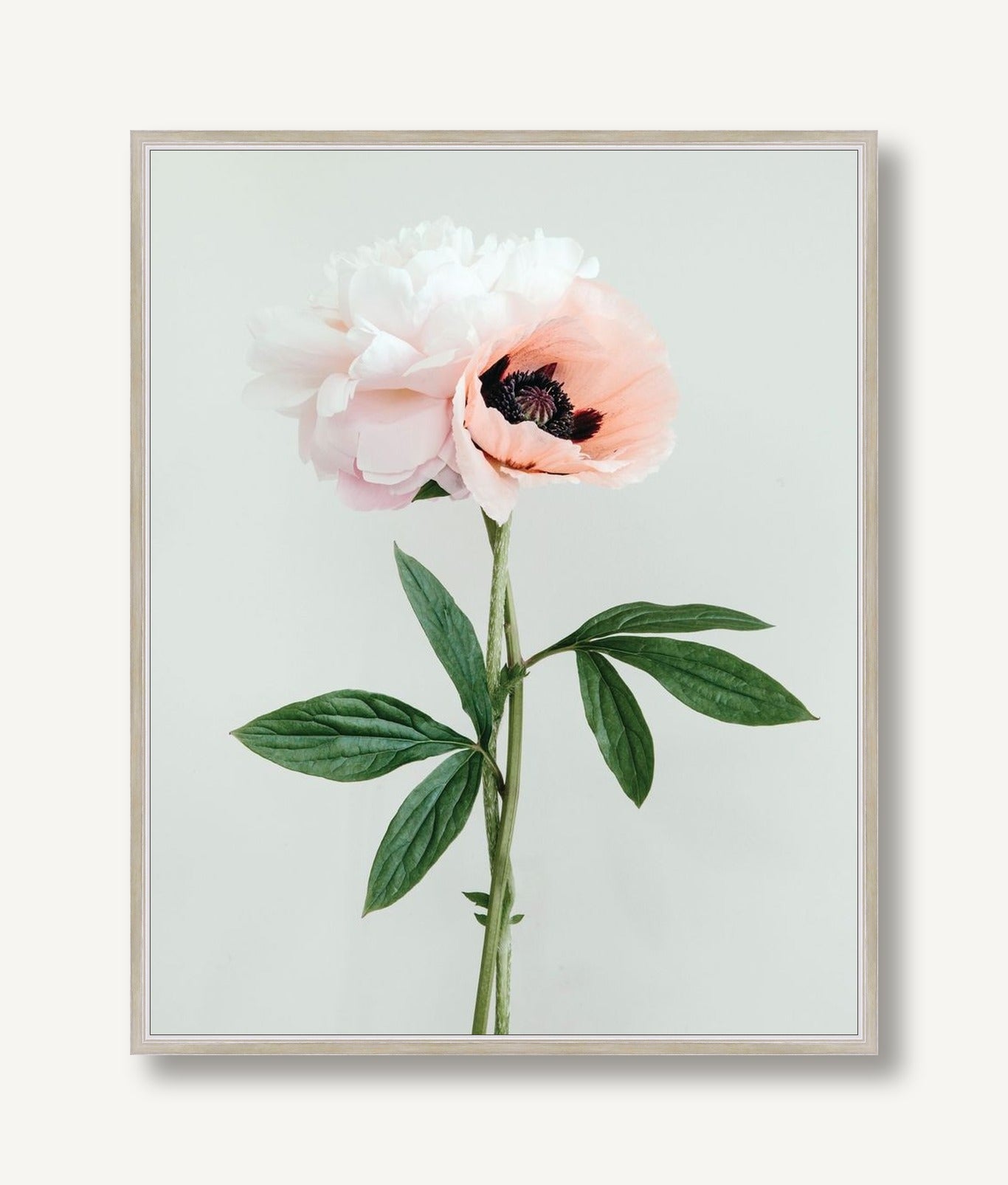 Emma Rose 1 framed