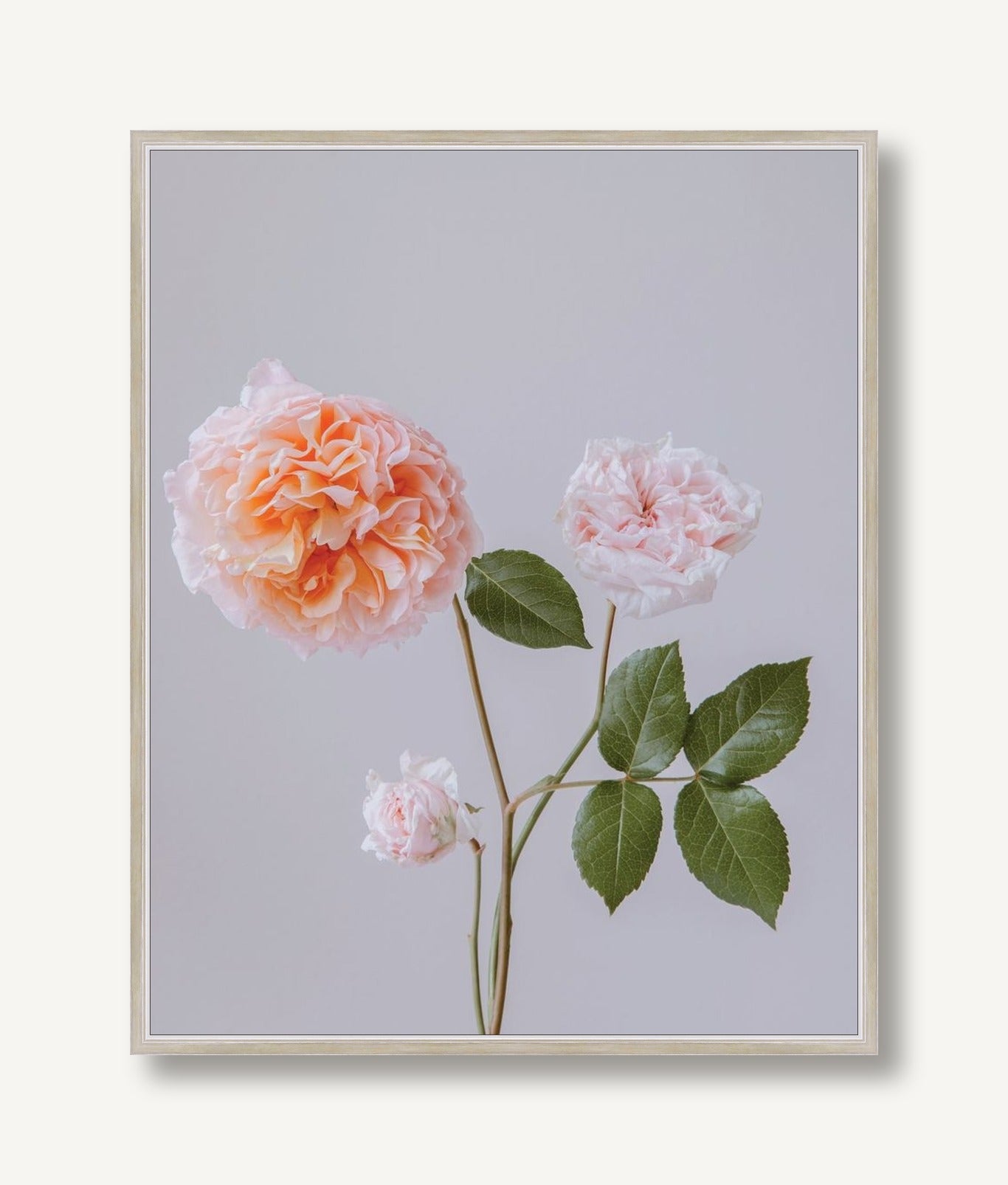 Emma Rose 4 framed
