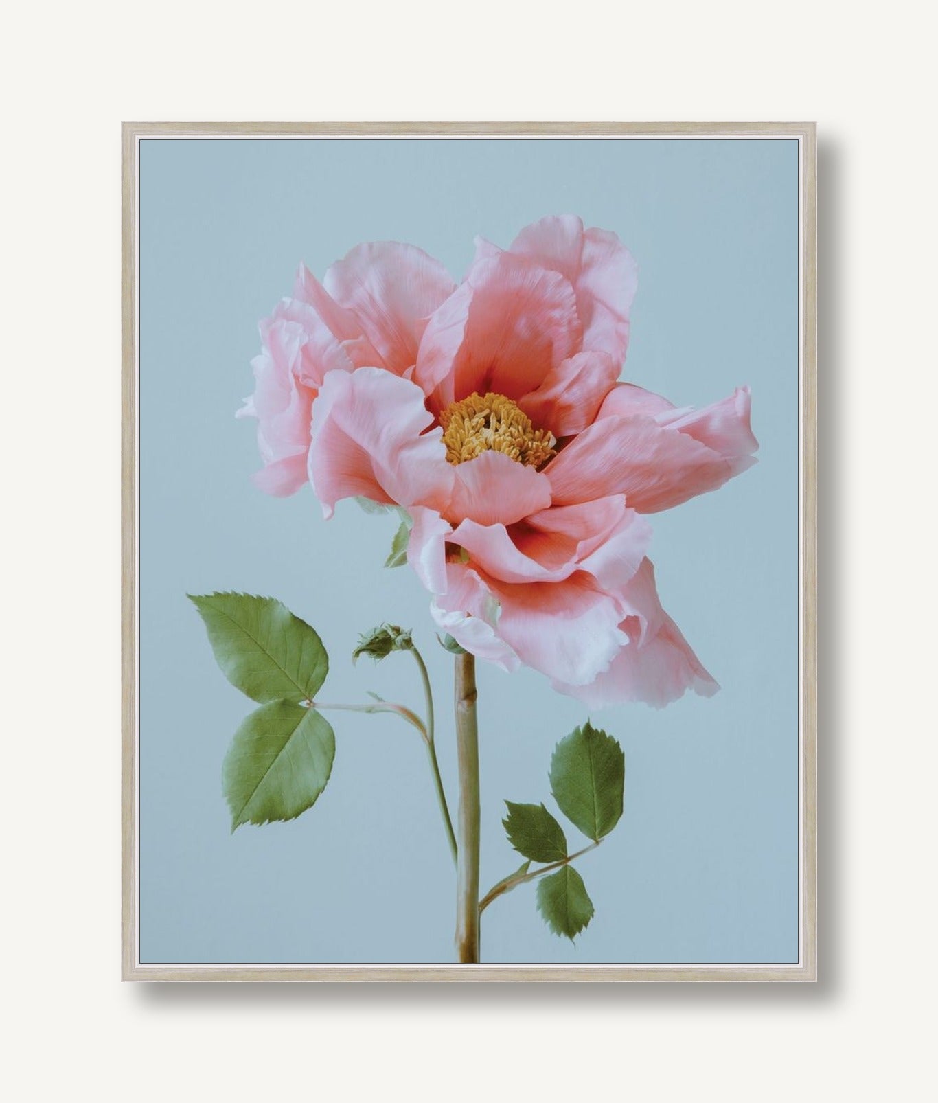 Emma Rose 6 framed