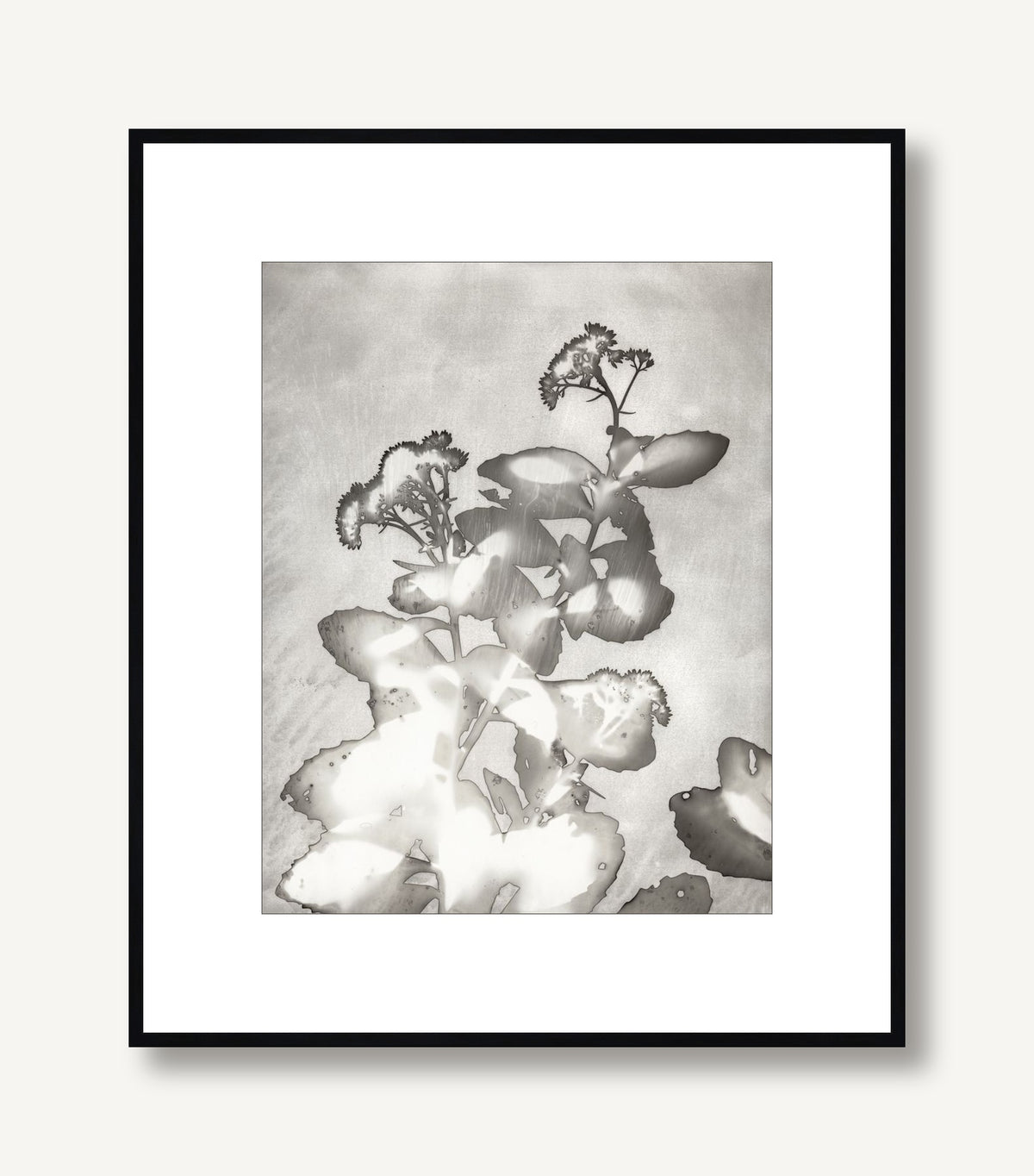 Lucent Botanicals 6 framed