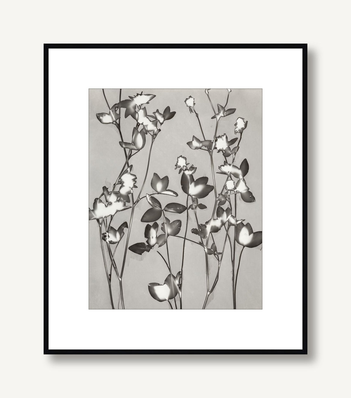 Lucent Botanicals 7 framed