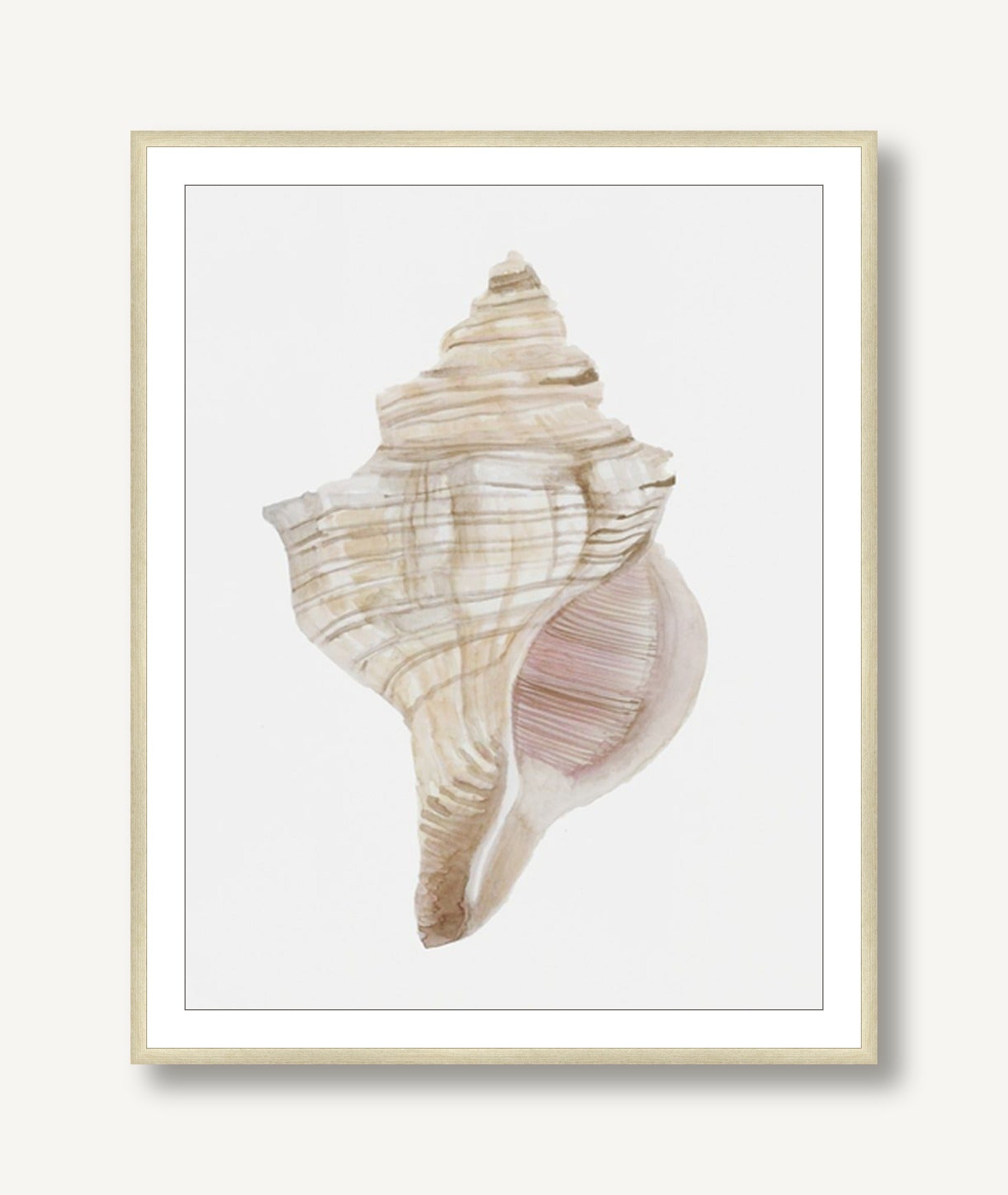 Shell Study 1 framed