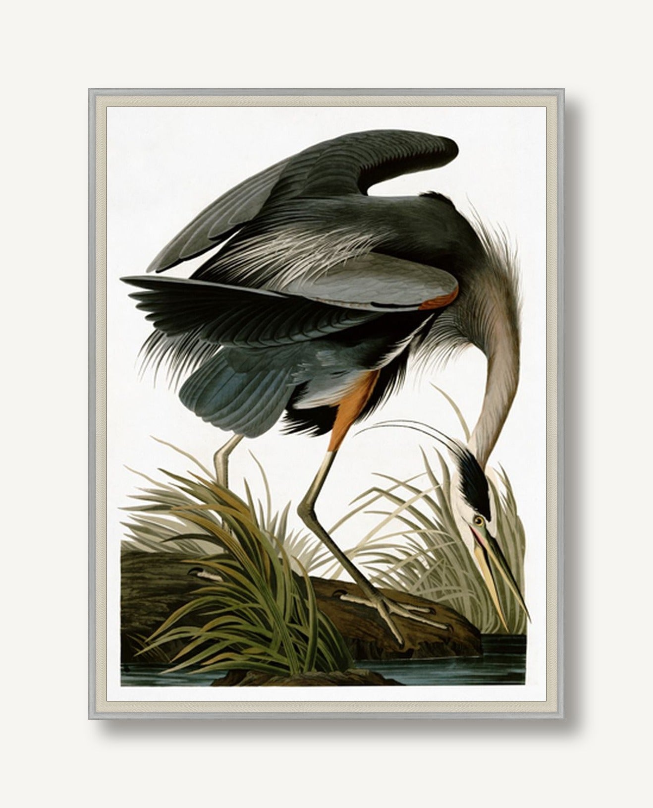 Audubon Heritage 1 framed