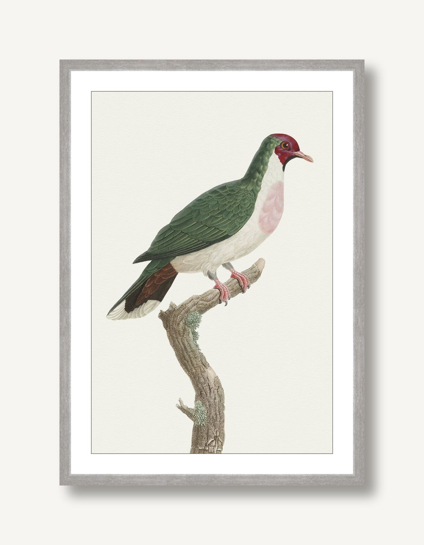 Avian Archive 1 framed