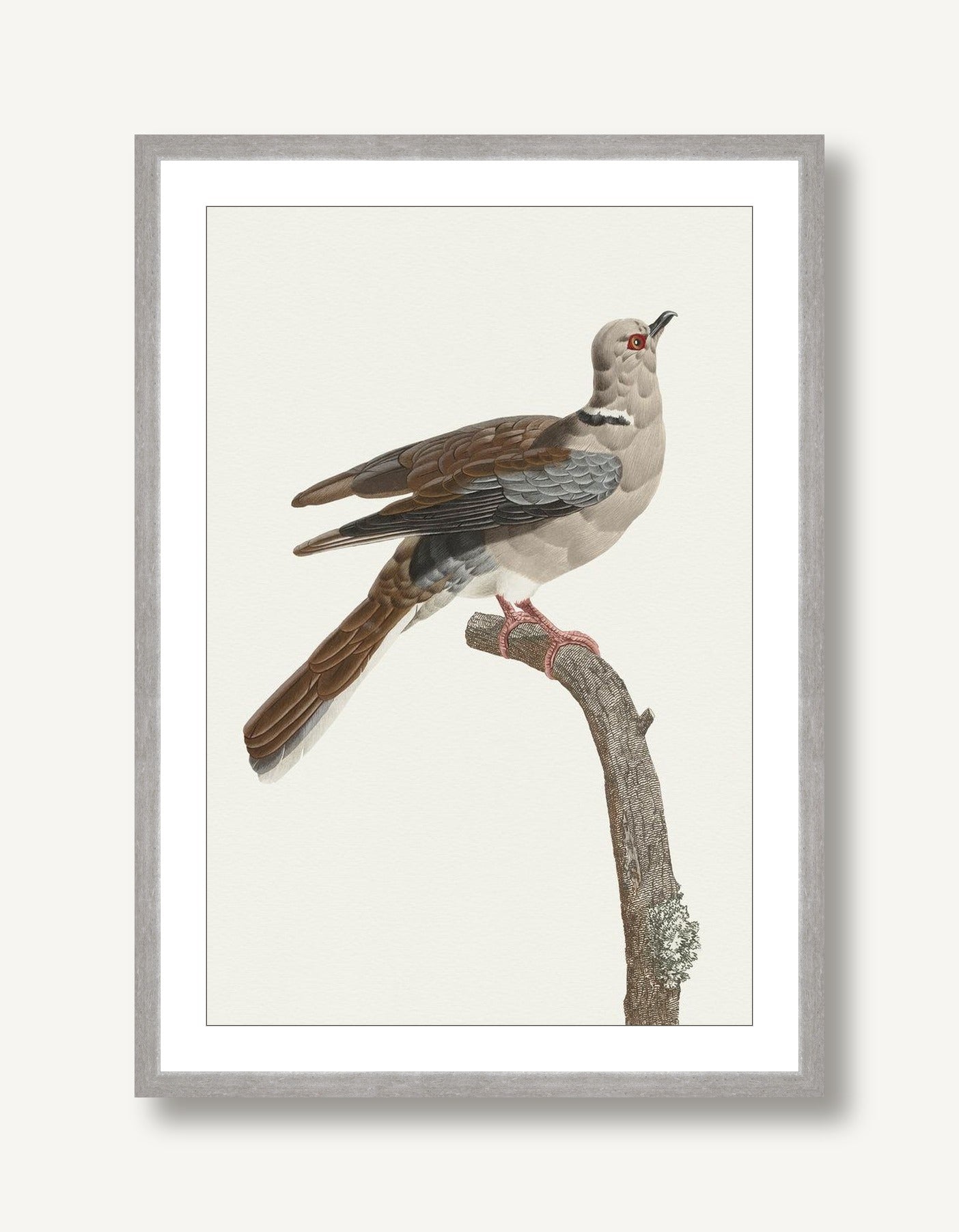 Avian Archive 2 framed
