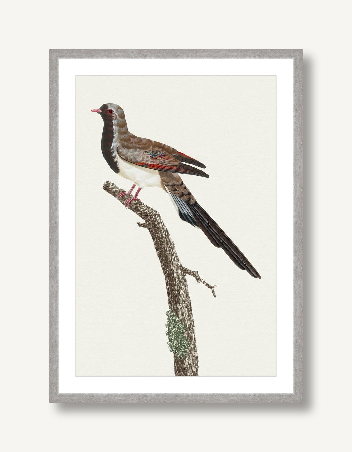 Avian Archive 4 framed