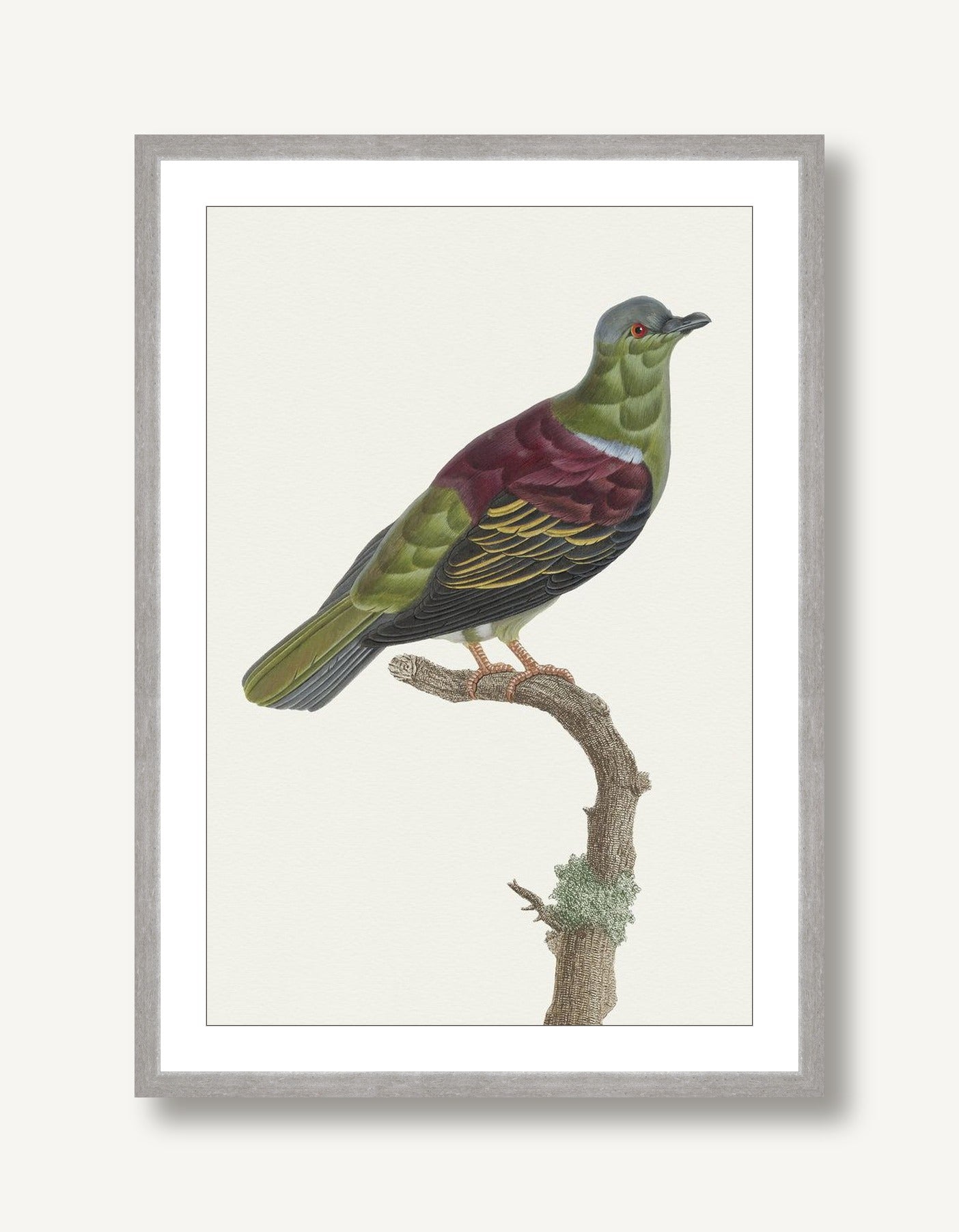 Avian Archive 5 framed
