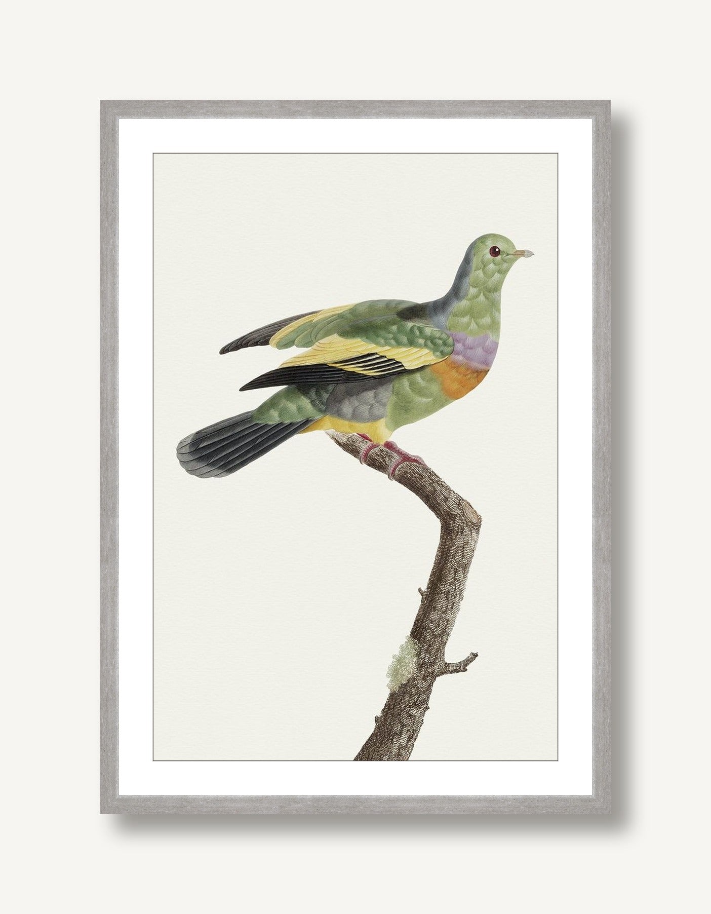 Avian Archive 7 framed