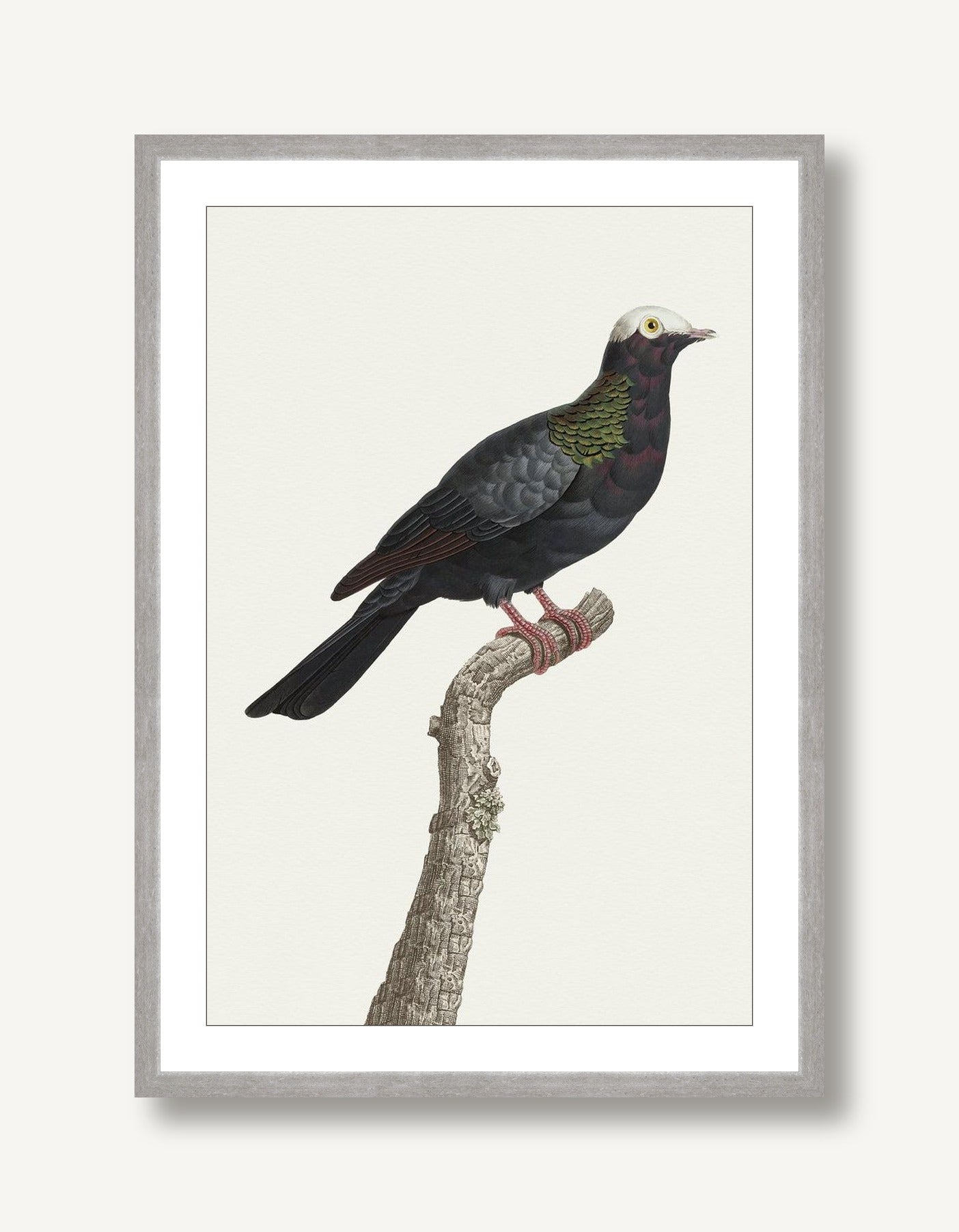 Avian Archive 9 framed