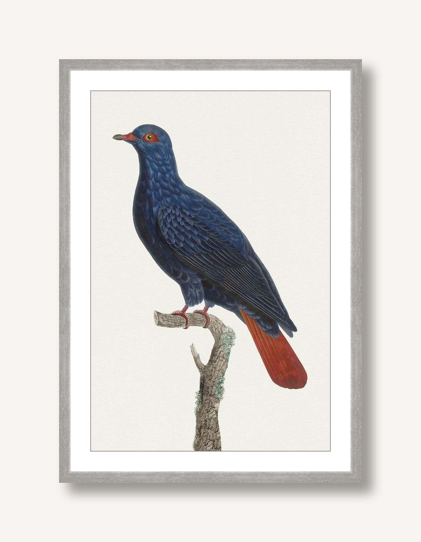 Avian Archive 10 framed