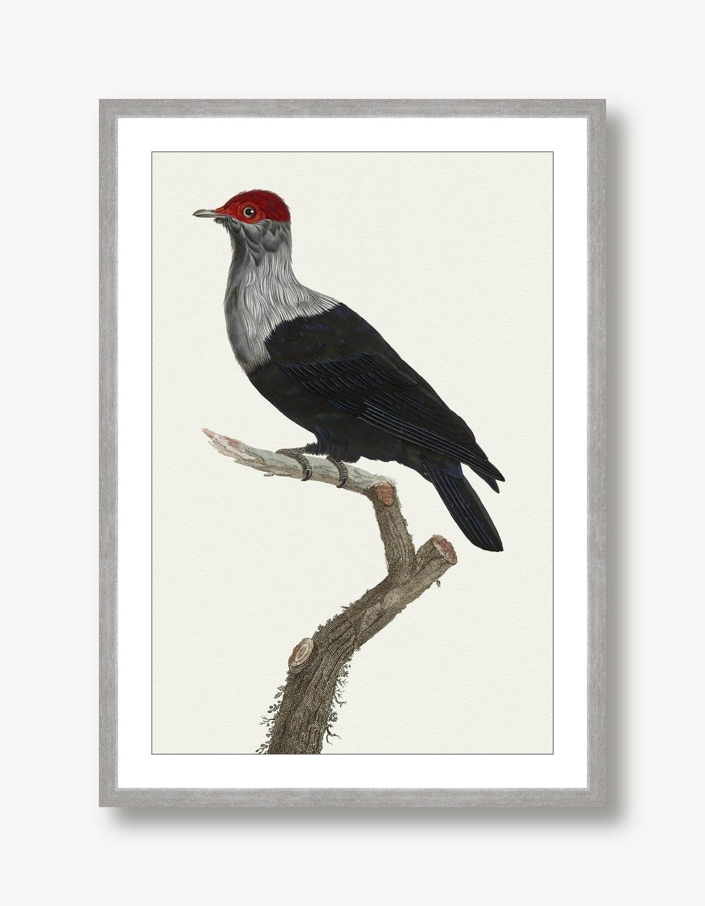Avian Archive 11 framed