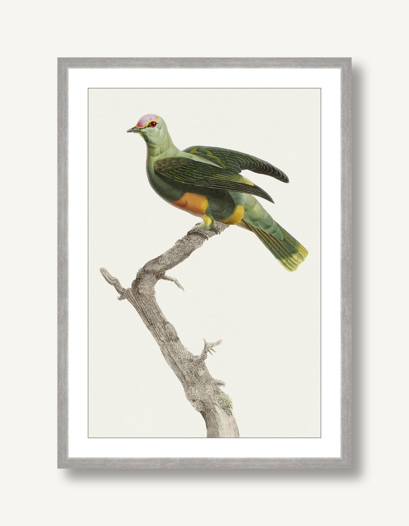 Avian Archive 13 framed