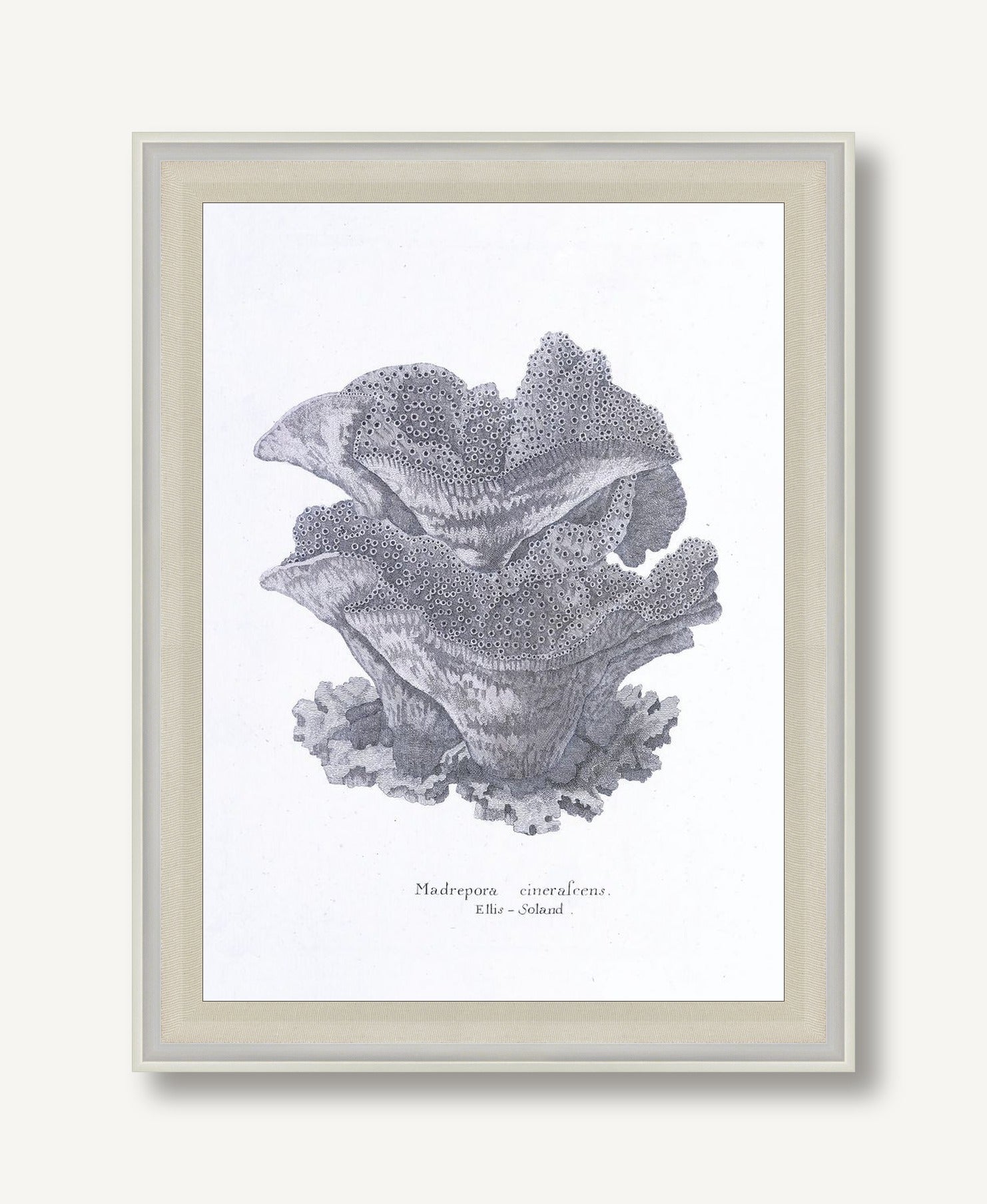 Cultivated Antiquity 6 framed