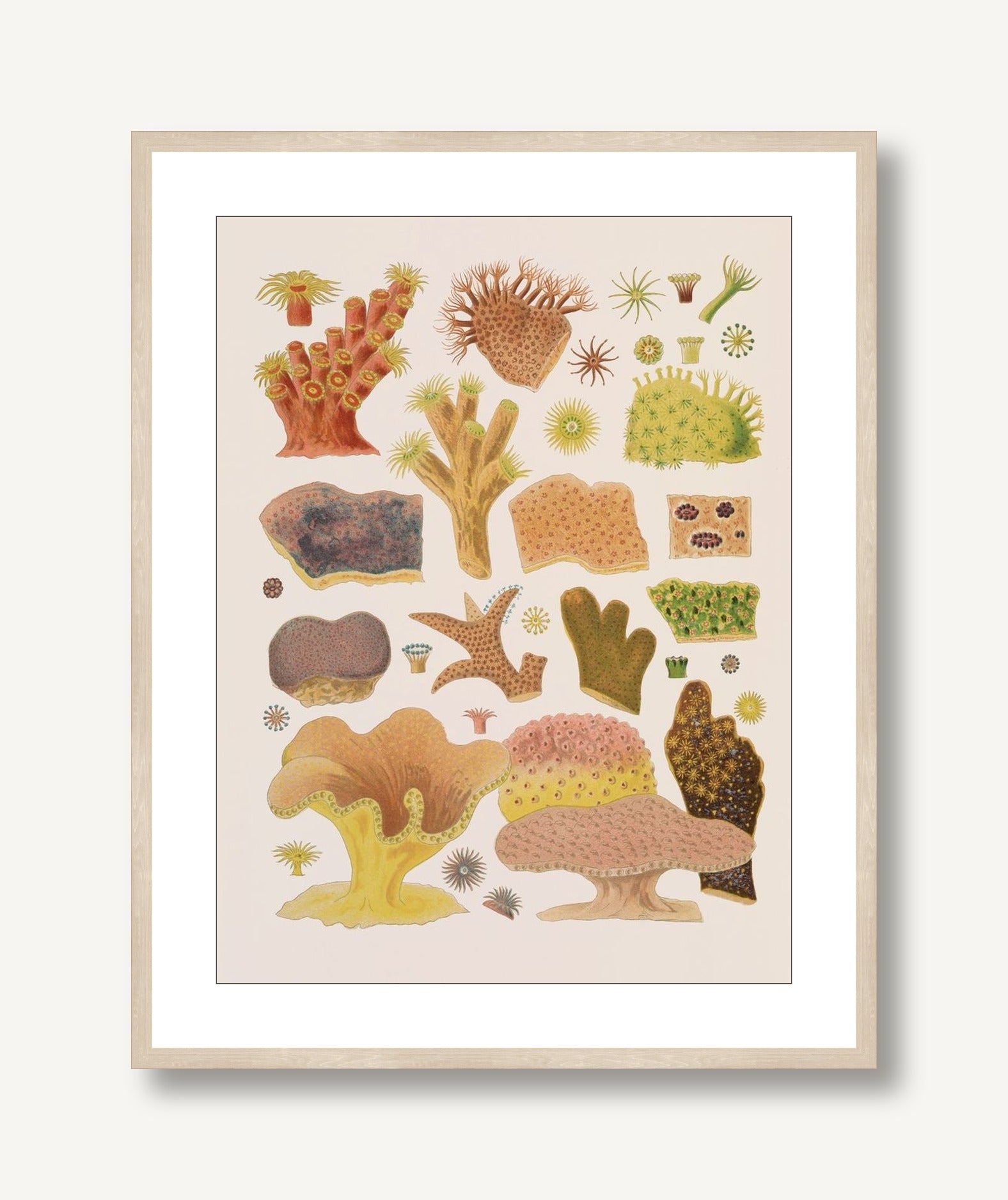 Colorful Corals 1 framed