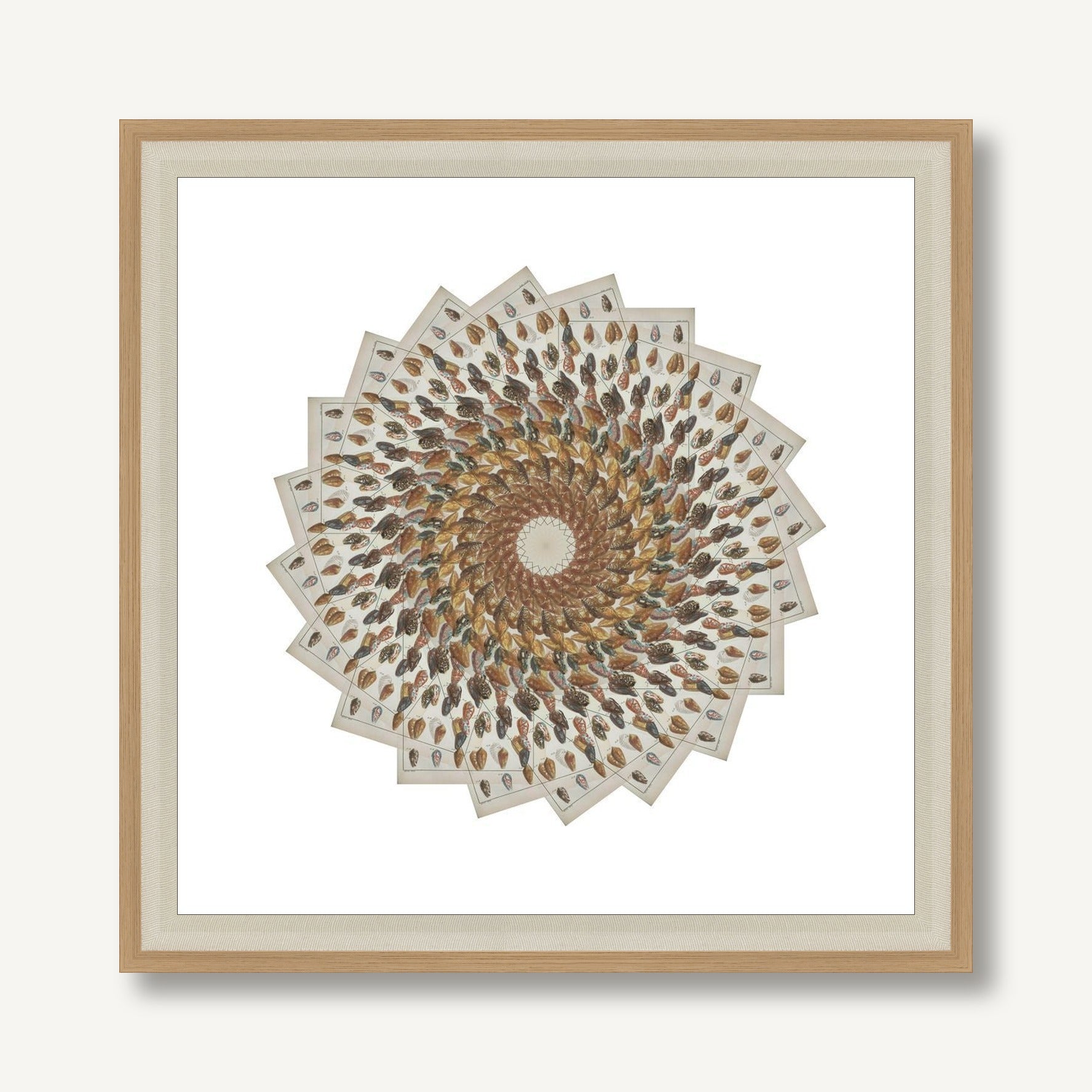 Radiating Carapaces 1 framed