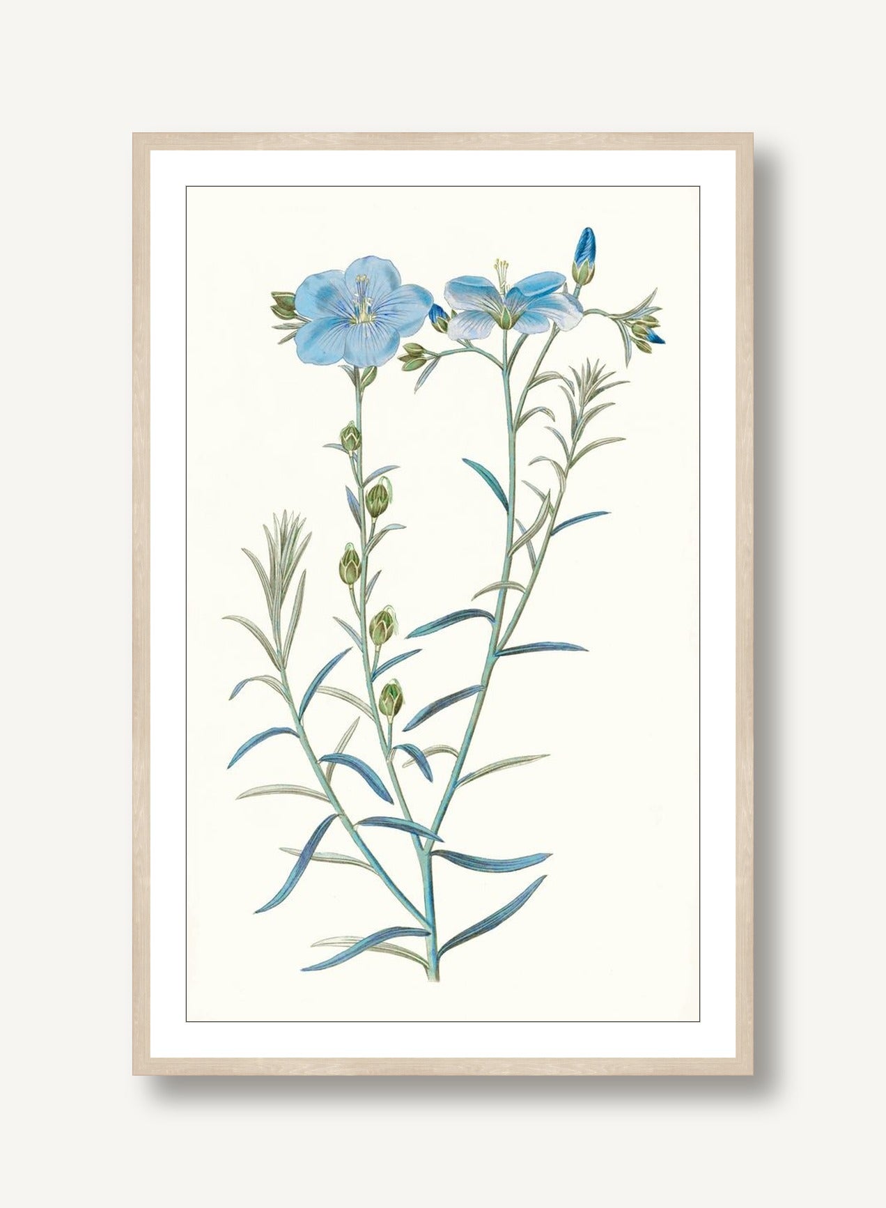 Sapphire Flora 5 framed