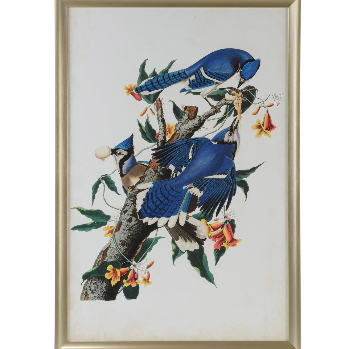 Audubon Blue Jay I in 51h x 35w x 1.25d / Giclee - Chelsea House