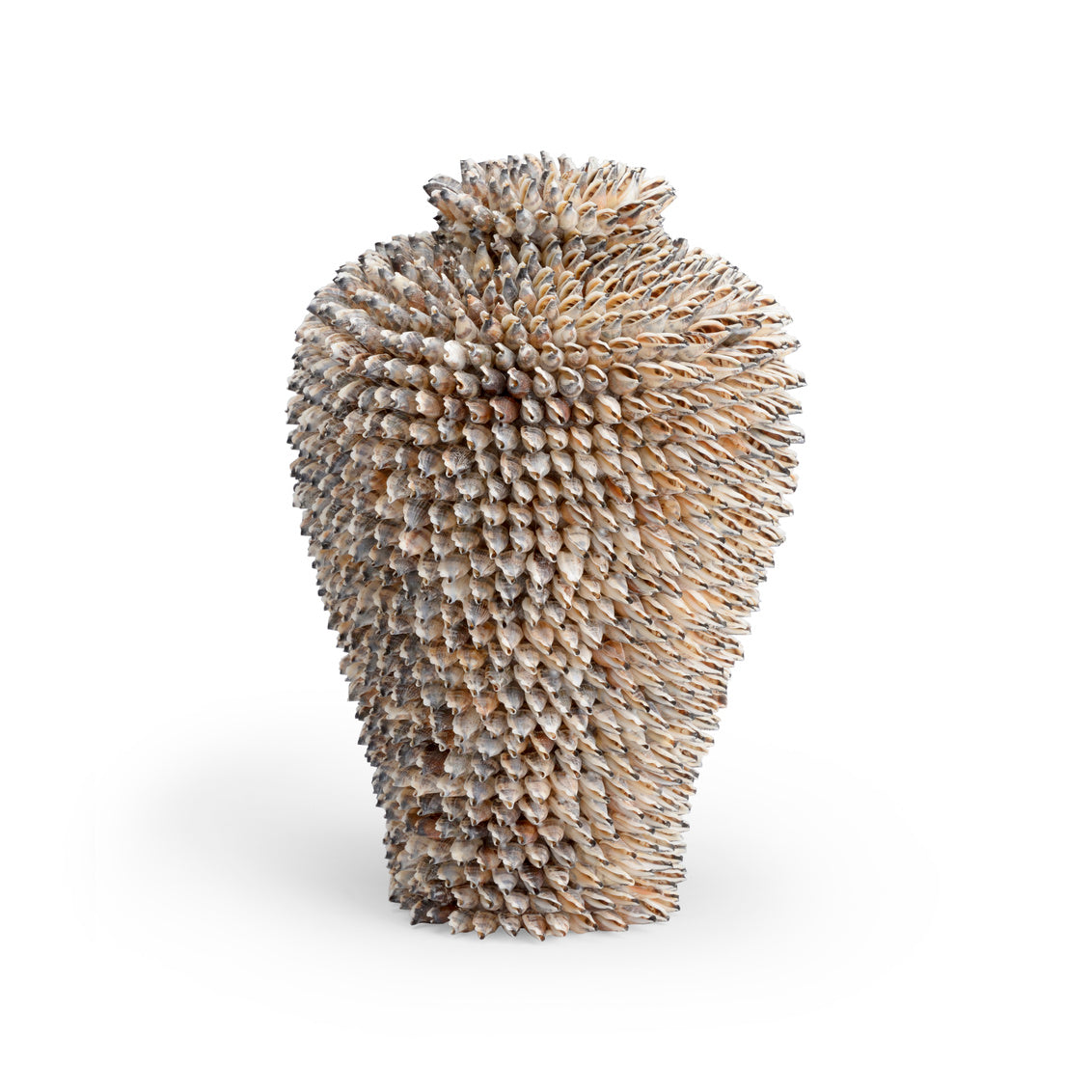Strombus Shell Sculpture