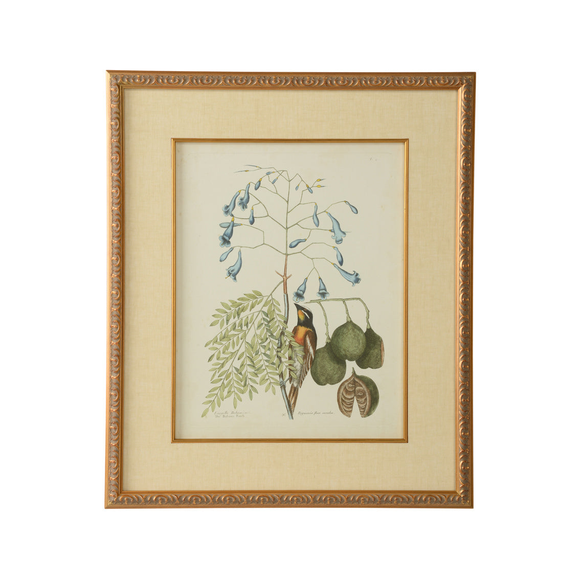 Catesby Bird & Botanical II in 26 / Giclee - Chelsea House
