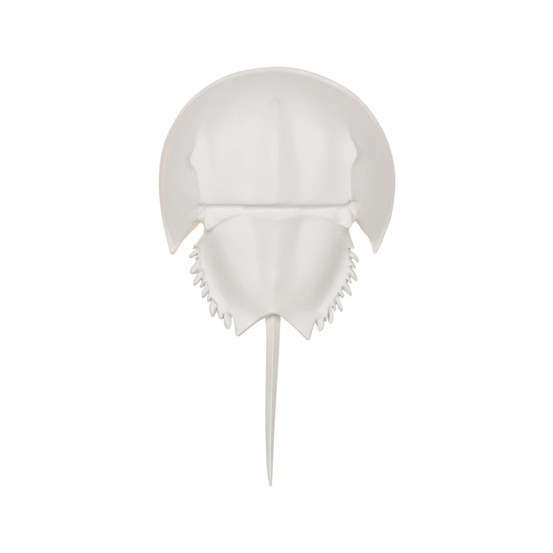 Horseshoe Crab Sconce - White