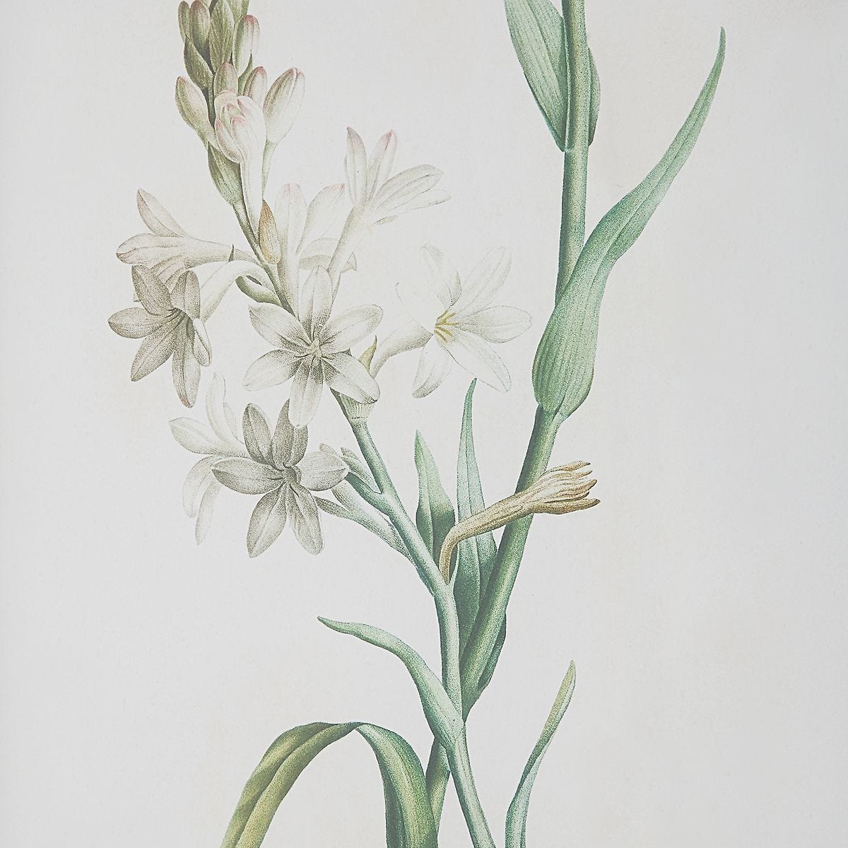 Heirloom Blooms Study Framed Prints, S/4 – Art by Uttermost | Sutter & Vale