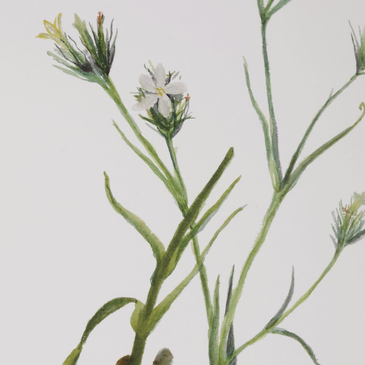 Botanical Flowers Framed Prints, S/9 – Art by Uttermost | Sutter & Vale